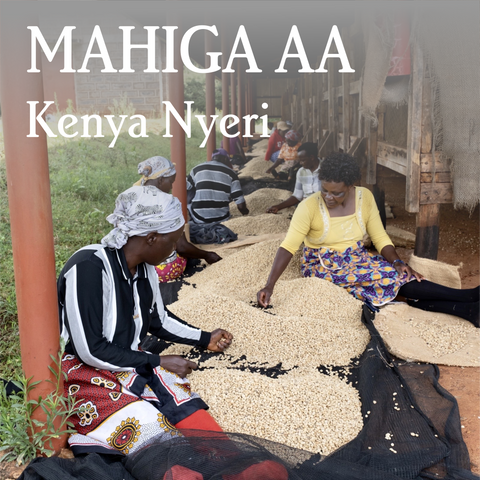 Kenya Nyeri Mahiga AA