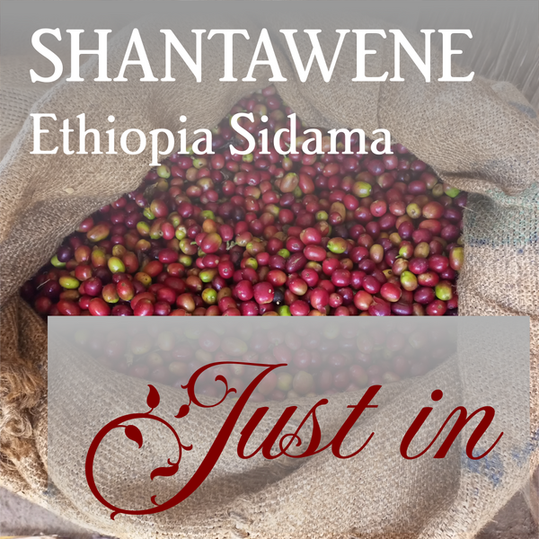 Ethiopia Sidama Shantawene - Organic
