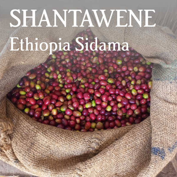 Ethiopia Sidama Shantawene - Organic